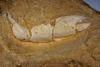 Protocallianassa faujasi